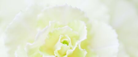 Retro art, vintage card and botanical concept - Abstract floral background, pale yellow carnation flower. Macro flowers backdrop for holiday brand designの写真素材