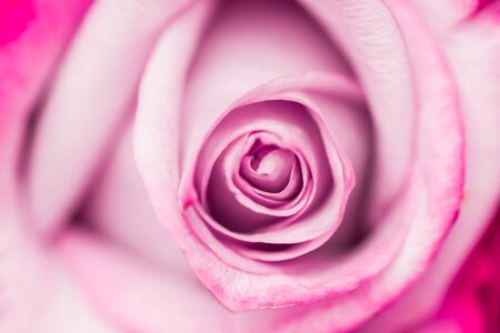 Botanical concept, wedding invitation card - Soft focus, abstract floral background, purple rose flower. Macro flowers backdrop for holiday brand designの写真素材