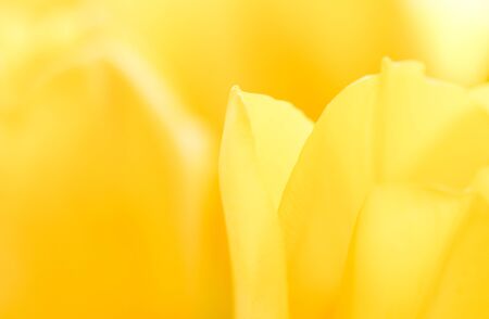 Abstract floral background, yellow tulip flower. Macro flowers backdrop for holiday brand design. Botanical conceptの写真素材