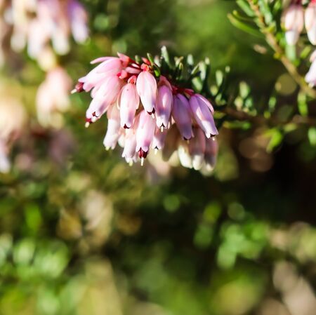 Pink Erica carnea flowers (winter Heath) in the garden in early spring. Floral background, botanical conceptの写真素材