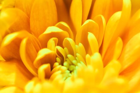 Retro art, vintage card and botanical concept - Abstract floral background, yellow chrysanthemum flower. Macro flowers backdrop for holiday brand designの写真素材