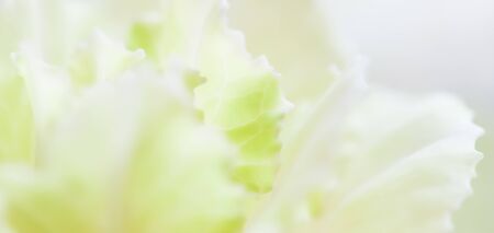 Retro art, vintage card and botanical concept - Abstract floral background, pale yellow carnation flower. Macro flowers backdrop for holiday brand designの写真素材