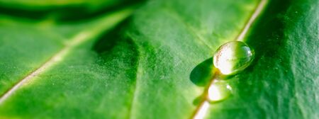Abstract green background. Macro Croton plant leaf with water drops. Natural backdrop for brand designの写真素材