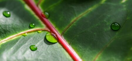 Abstract green background. Macro Croton plant leaf with water drops. Natural backdrop for brand designの写真素材