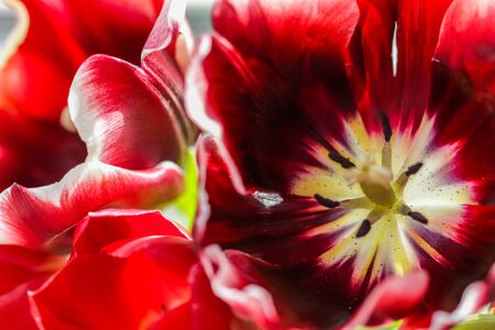 Abstract floral background, red tulip flower petals. Macro flowers backdrop for holiday brand design. Botanical conceptの写真素材