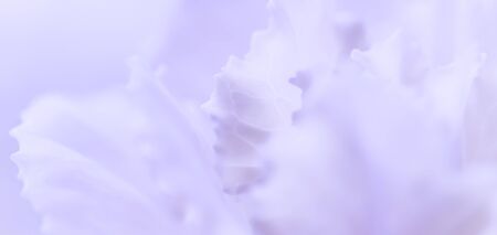 Retro art, vintage card and botanical concept - Abstract floral background, pale violet carnation flower. Macro flowers backdrop for holiday brand designの写真素材