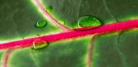 Abstract green background. Macro Croton plant leaf with water drops. Natural backdrop for brand designの写真素材