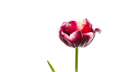 Red tulip flower isolated on a white background. Perfect for greeting card backdropの写真素材
