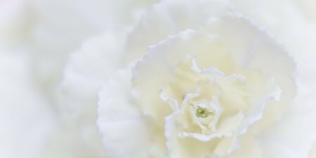 Retro art, vintage card and botanical concept - Abstract floral background, white carnation flower. Macro flowers backdrop for holiday brand designの写真素材