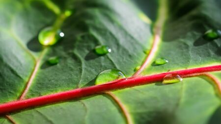 Abstract green background. Macro Croton plant leaf with water drops. Natural backdrop for brand designの写真素材