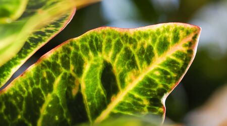 Abstract green background. Macro Croton plant leaves. Natural background for brand design.の写真素材