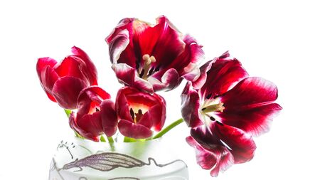 Bouquet of red tulips in a vase isolated on a white background. Perfect for greeting card backdropの写真素材