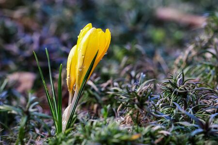 The first yellow crocuses with raindrops in the spring garden. Botanical conceptの写真素材