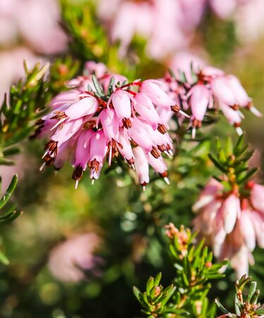 Pink Erica carnea flowers (winter Heath) in the garden in early spring. Floral background, botanical conceptの写真素材