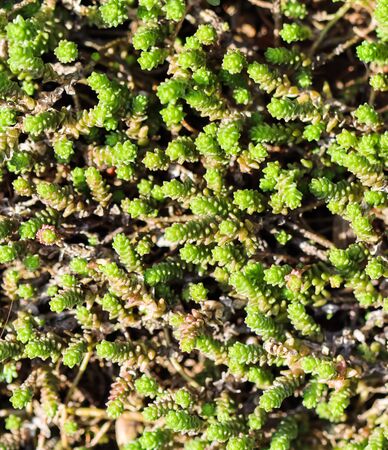 Green background with small sedum succulents in the garden. Nature backdrop, botanical conceptの写真素材
