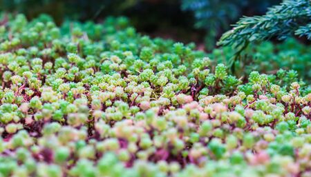Green background with small sedum succulents in the garden. Nature backdrop, botanical conceptの写真素材