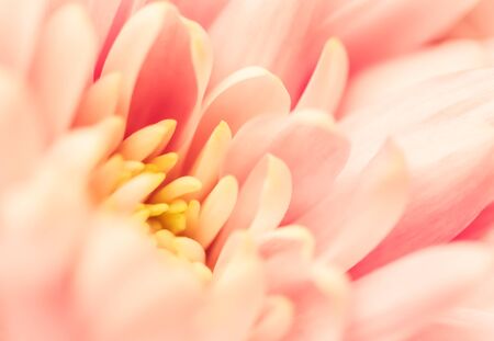 Retro art, vintage card and botanical concept - Abstract floral background, pink chrysanthemum flower. Macro flowers backdrop for holiday brand designの写真素材