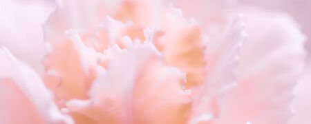 Retro art, vintage card and botanical concept - Abstract floral background, pale pink carnation flower. Macro flowers backdrop for holiday brand designの写真素材