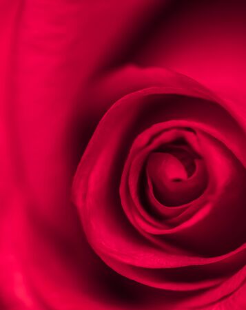 Botanical concept, wedding invitation card - Soft focus, abstract floral background, red rose flower. Macro flowers backdrop for holiday brand designの写真素材