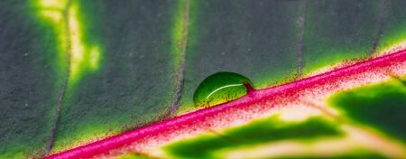 Abstract green background. Macro Croton plant leaf with water drops. Natural backdrop for brand designの写真素材