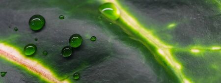 Abstract green background. Macro Croton plant leaf with water drops. Natural backdrop for brand designの写真素材