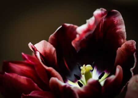 Red tulips in a vase on a dark background. Perfect for greeting card backdropの写真素材