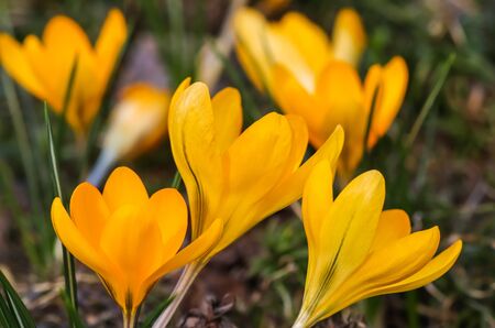 Spring is coming. The first yellow crocuses in my gardenの写真素材