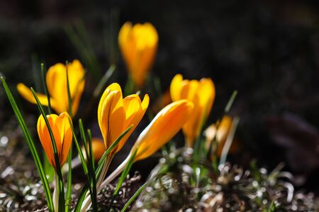 The first yellow crocuses in the spring garden. Botanical conceptの写真素材