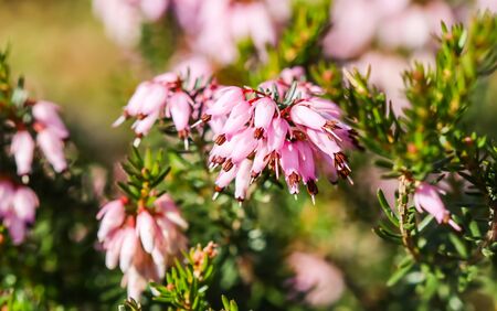 Pink Erica carnea flowers (winter Heath) in the garden in early spring. Floral background, botanical conceptの写真素材