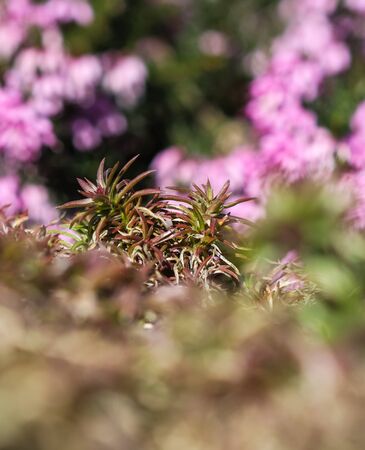 Green background of long spreading stems, foliage and buds of Creeping Phlox flowers in the garden. Nature background, botanical conceptの写真素材