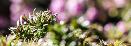 Green background of long spreading stems, foliage and buds of Creeping Phlox flowers in the garden. Nature background, botanical conceptの写真素材