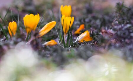 The first yellow crocuses in the spring garden. Botanical conceptの写真素材