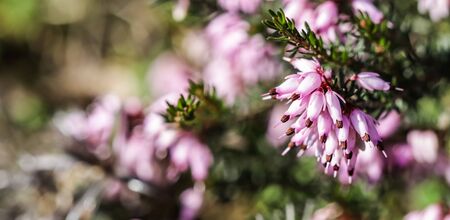 Pink Erica carnea flowers (winter Heath) in the garden in early spring. Floral background, botanical conceptの写真素材