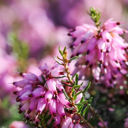 Pink Erica carnea flowers (winter Heath) in the garden in early spring. Floral background, botanical conceptの写真素材