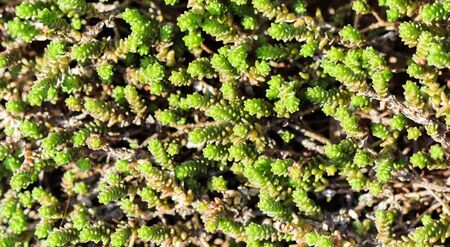 Green background with small sedum succulents in the garden. Nature backdrop, botanical conceptの写真素材