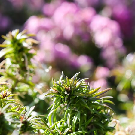 Green background of long spreading stems, foliage and buds of Creeping Phlox flowers in the garden. Nature background, botanical conceptの写真素材