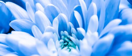 Retro art, vintage card and botanical concept - Abstract floral background, blue chrysanthemum flower. Macro flowers backdrop for holiday brand designの写真素材