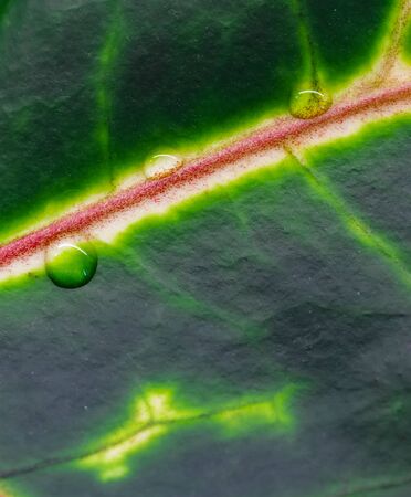 Abstract green background. Macro Croton plant leaf with water drops. Natural backdrop for brand designの写真素材
