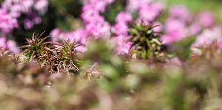 Green background of long spreading stems, foliage and buds of Creeping Phlox flowers in the garden. Nature background, botanical conceptの写真素材