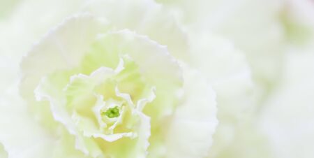 Retro art, vintage card and botanical concept - Abstract floral background, pale yellow carnation flower. Macro flowers backdrop for holiday brand designの写真素材