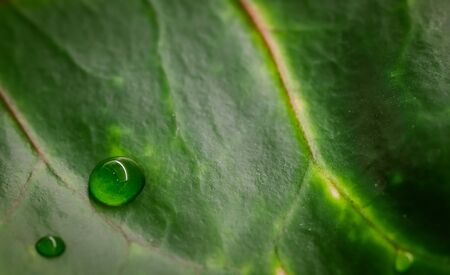 Abstract green background. Macro Croton plant leaf with water drops. Natural backdrop for brand designの写真素材
