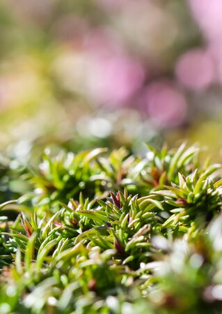 Green background of long spreading stems, foliage and buds of Creeping Phlox flowers in the garden. Nature background, botanical conceptの写真素材