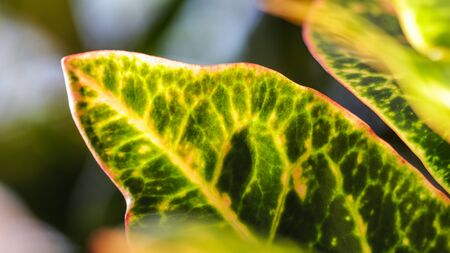 Abstract green background. Macro Croton plant leaves. Natural background for brand design.の写真素材