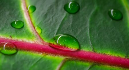 Abstract green background. Macro Croton plant leaf with water drops. Natural backdrop for brand designの写真素材