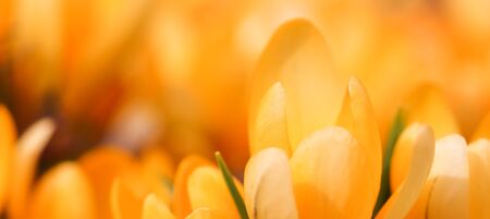 Abstract floral background, yellow crocus flowers. Macro flowers backdrop for holiday brand designの写真素材