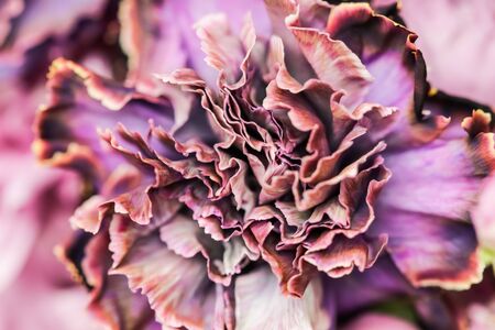 Retro art, vintage card and botanical concept - Abstract floral background, purple carnation flower....