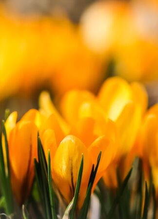 Abstract floral background, yellow crocus flowers. Macro flowers backdrop for holiday brand designの写真素材