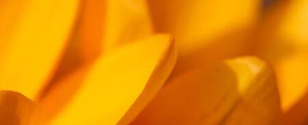 Abstract floral background, yellow crocus flowers. Macro flowers backdrop for holiday brand designの写真素材