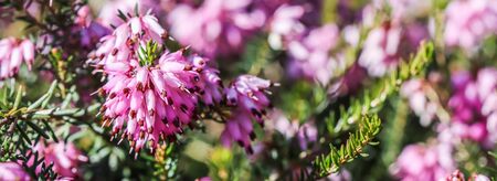 Pink Erica carnea flowers (winter Heath) in the garden in early spring. Floral background, botanical conceptの写真素材