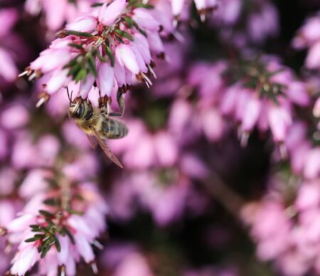 Pink Erica Carnea flowers (Winter Hit) and a working bee in a spring gardenの写真素材